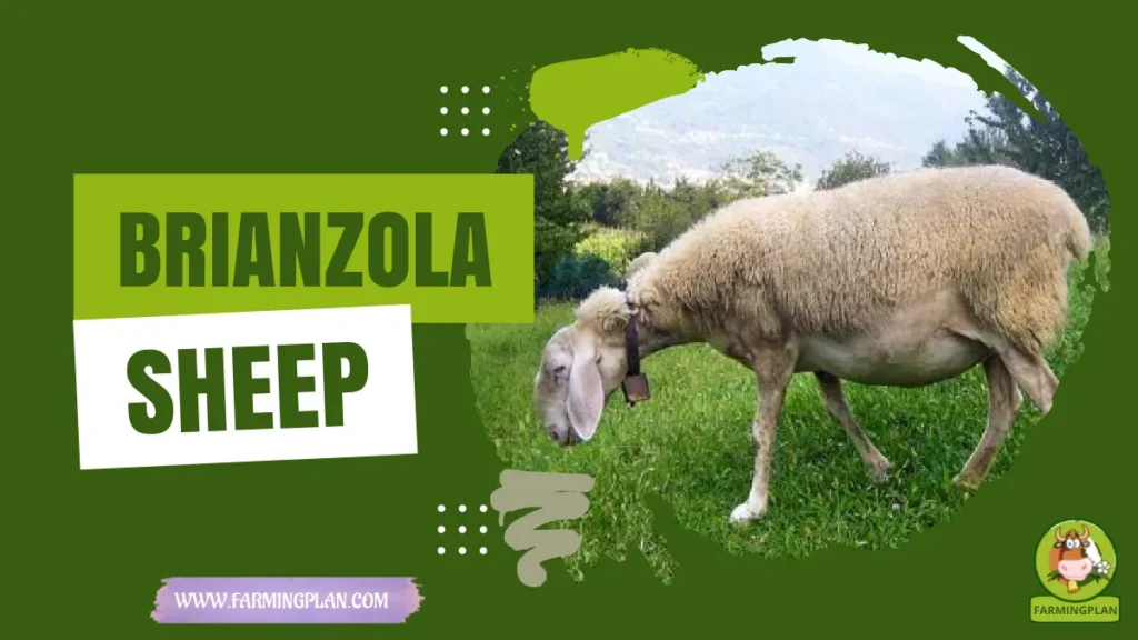 brianzola sheep