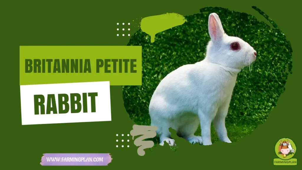 britannia petite rabbit