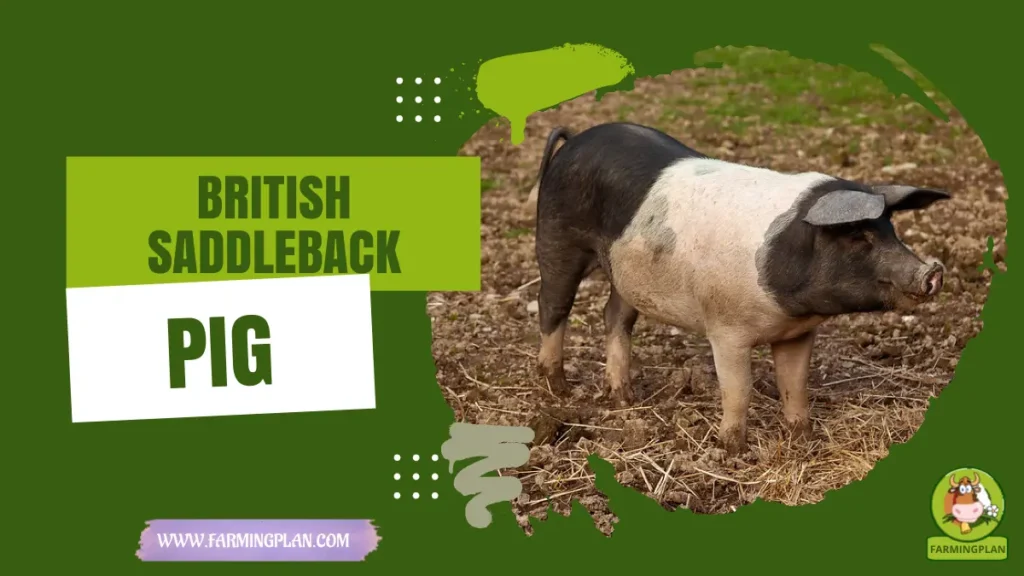 British Saddleback Pig