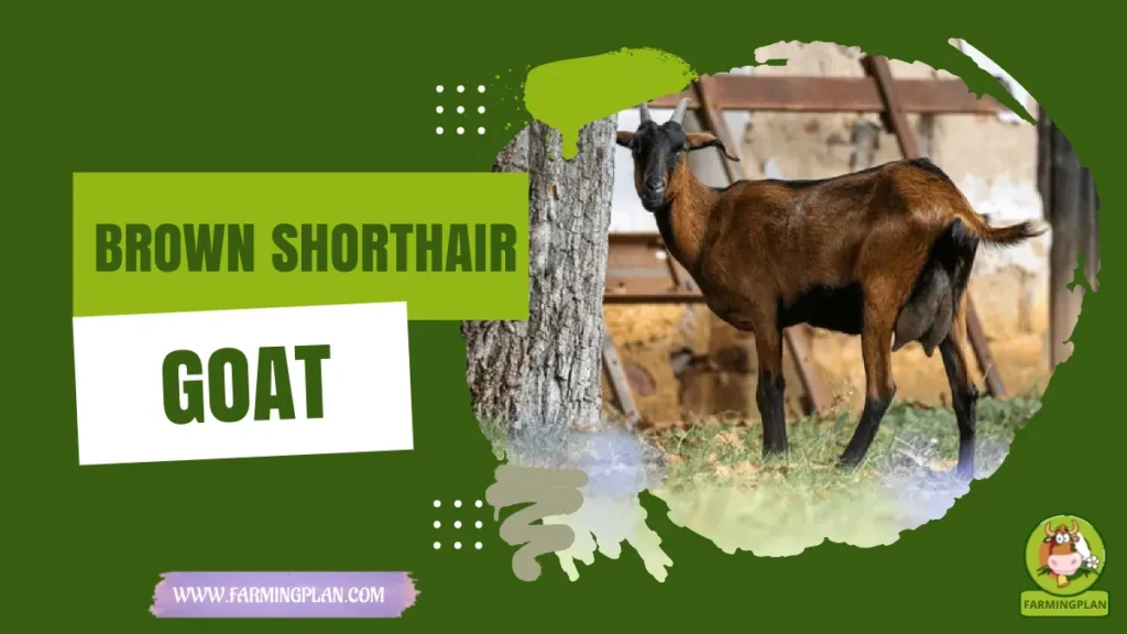 brown shorthair goat
