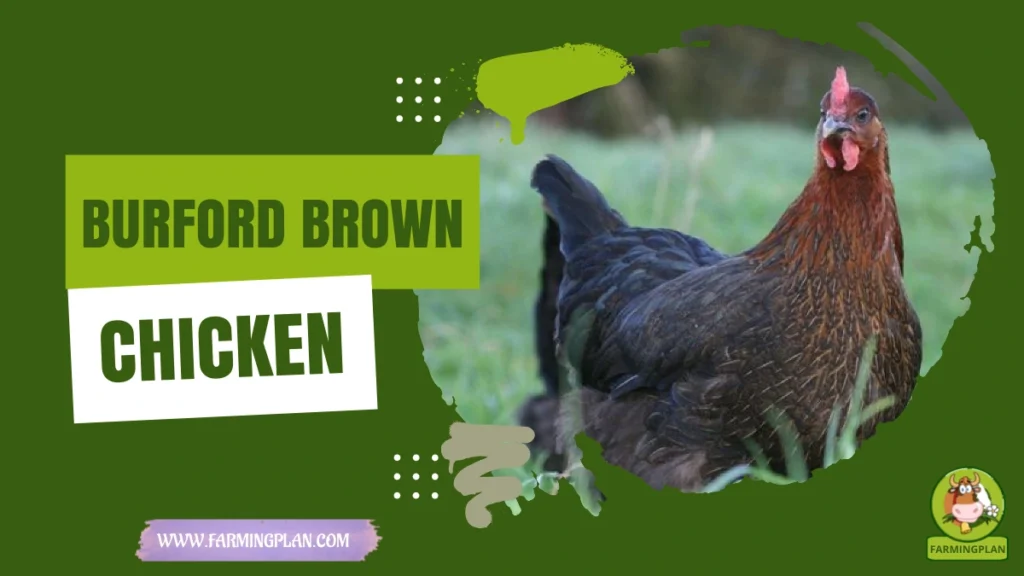 burford brown chicken