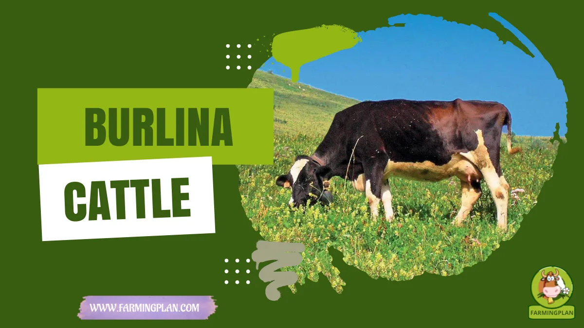 burlina cattle
