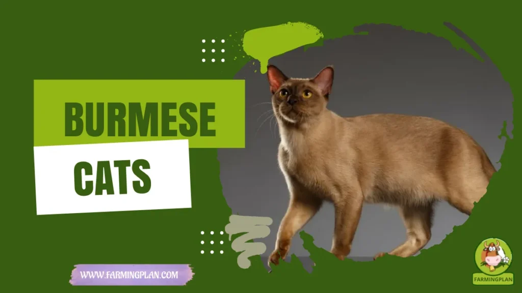 burmese cats