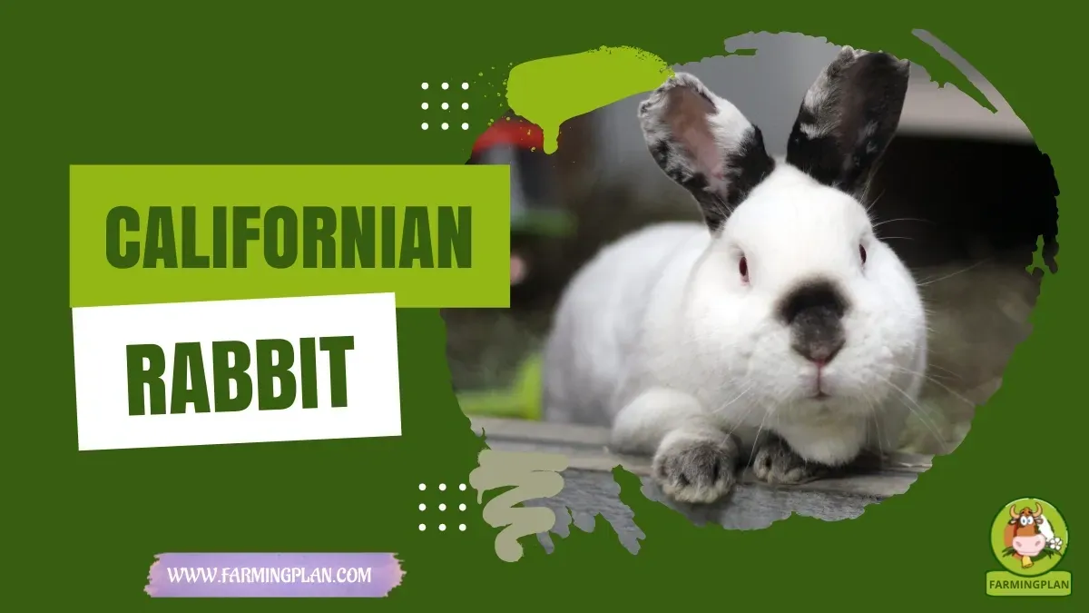 Californian Rabbit: Discover Rabbit Farming | Farming Plan