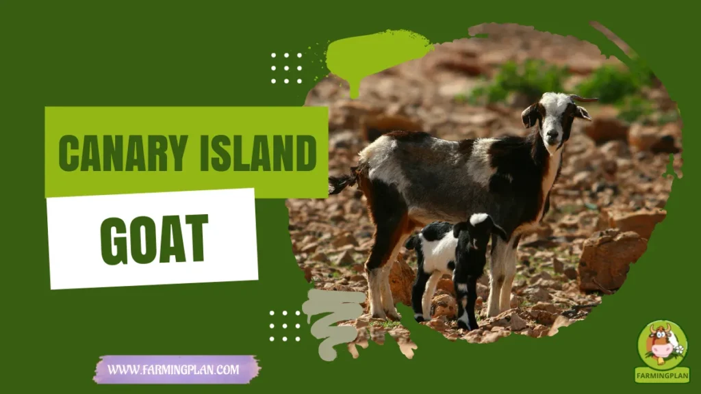 Canary Island Goat