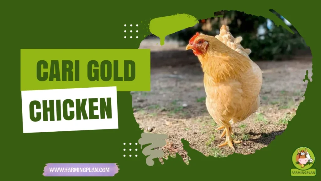 cari gold chicken
