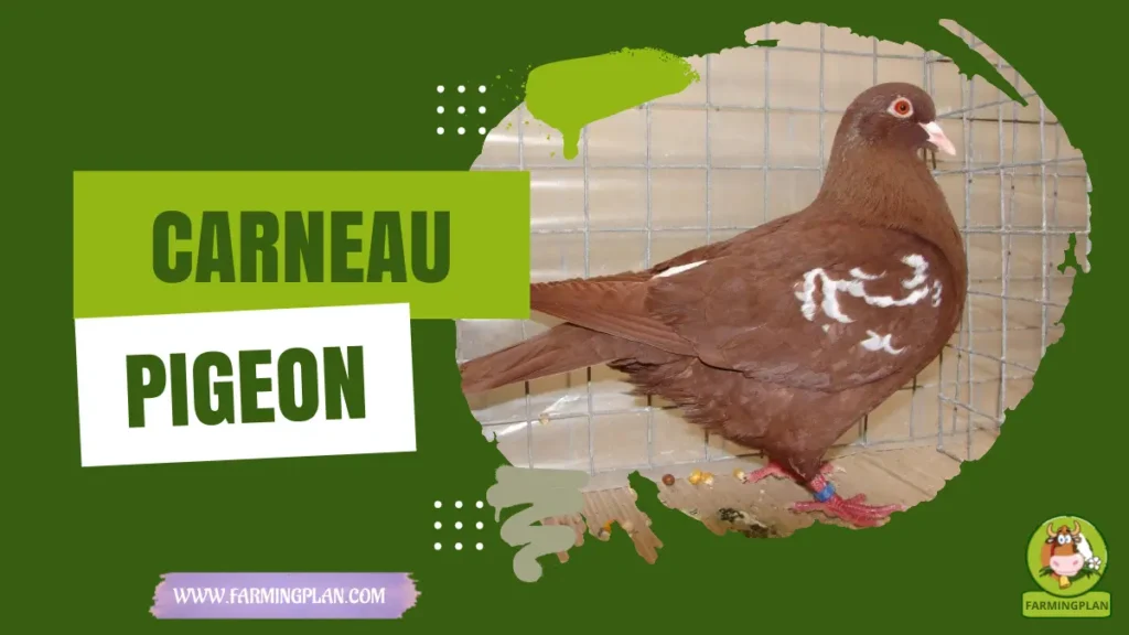 carneau pigeon