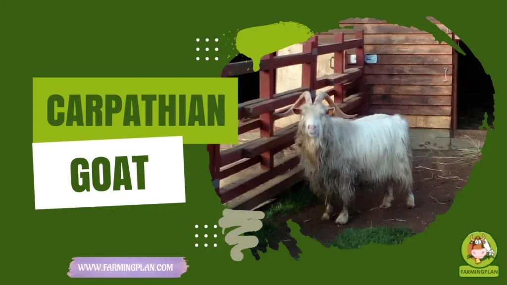 carpathian goat
