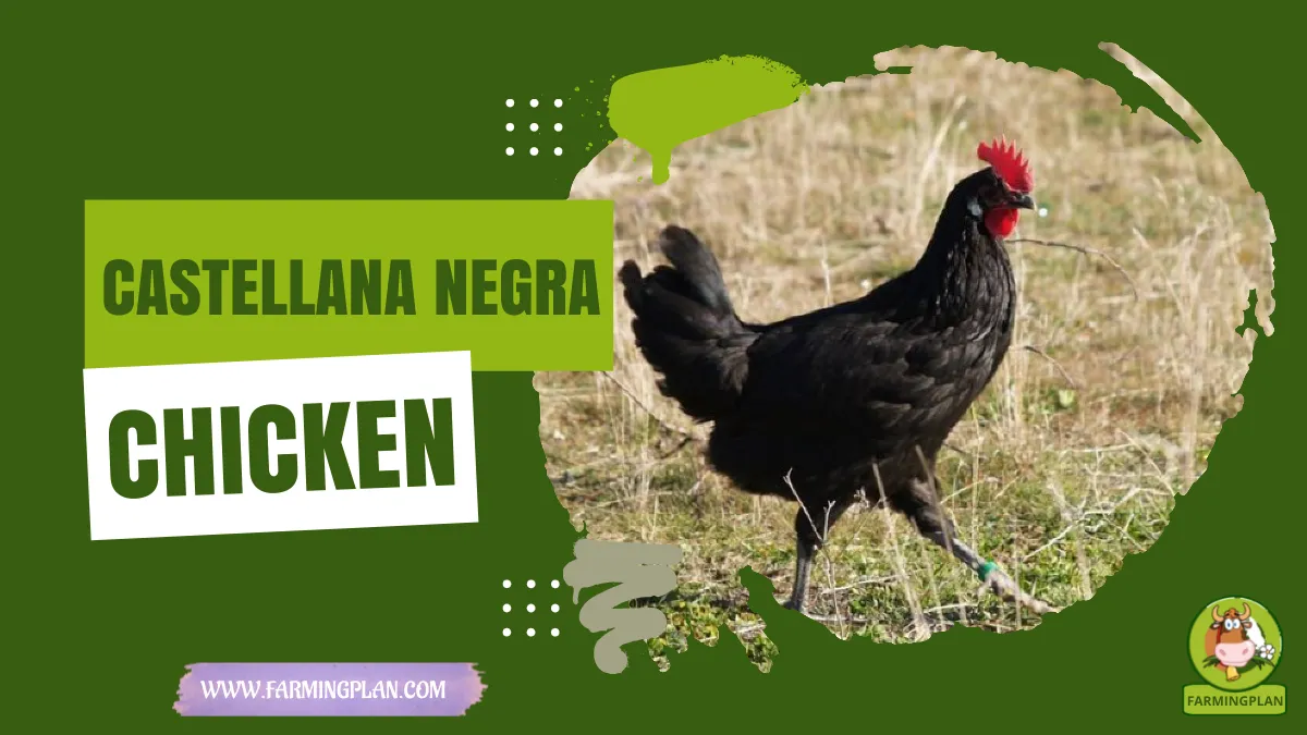 castellana negra chicken