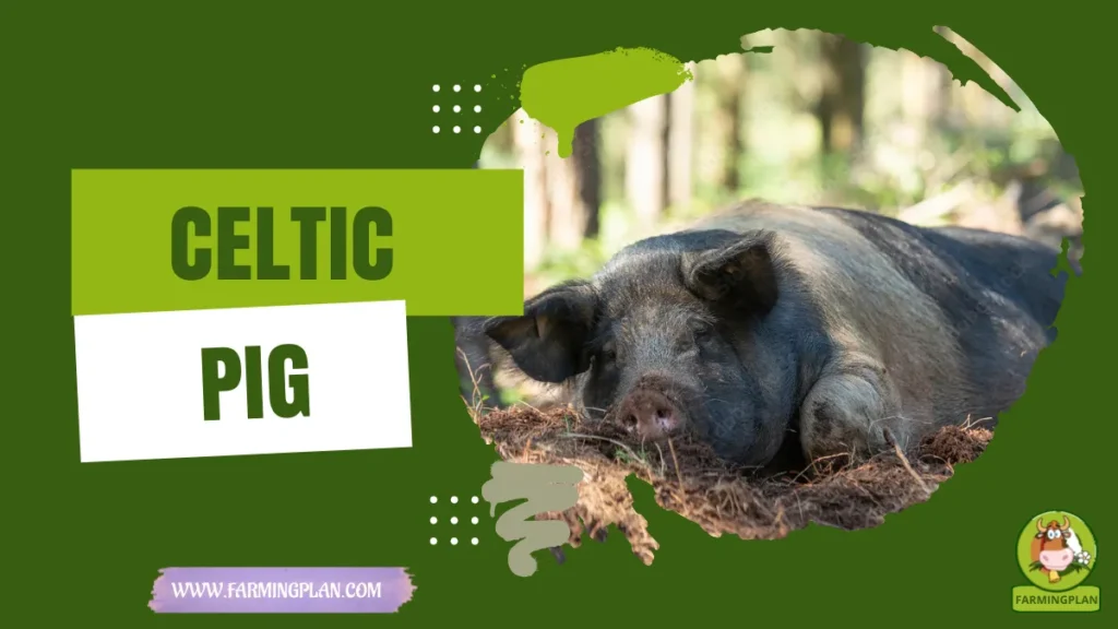 celtic pig
