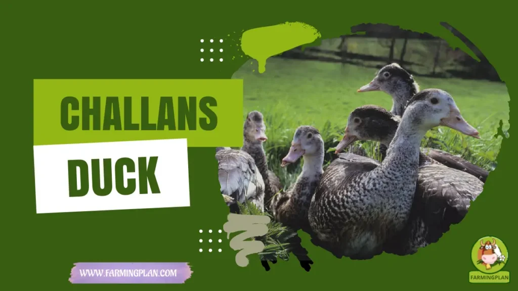 Challans Duck