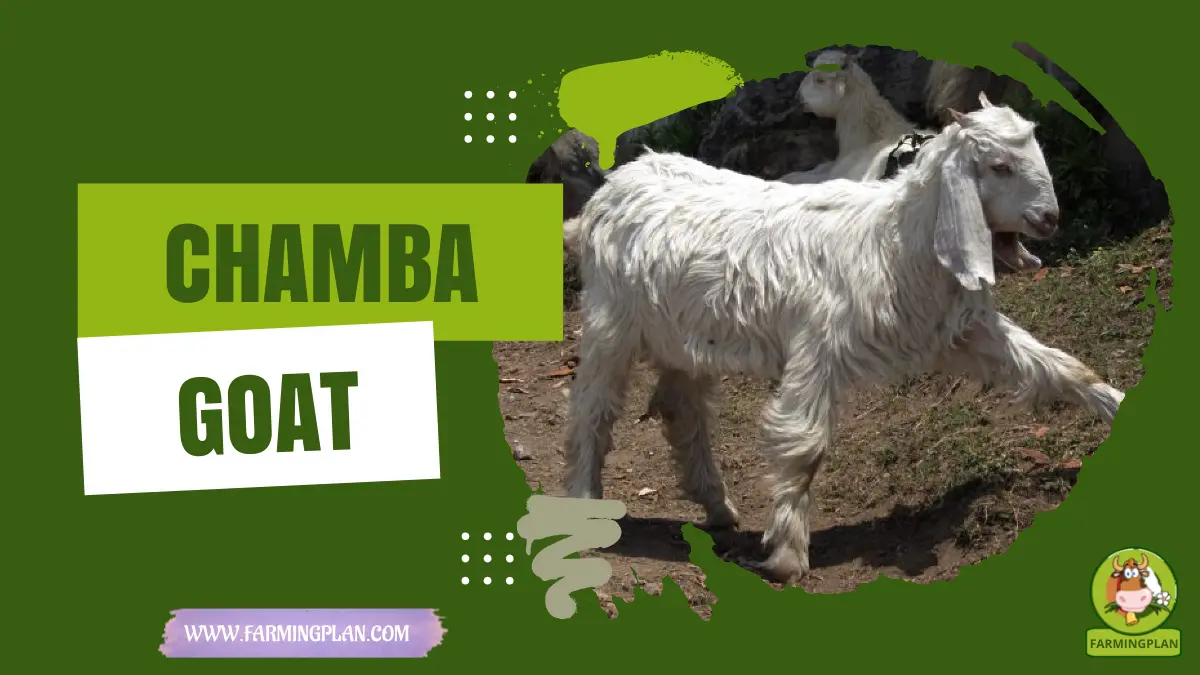 chamba goat