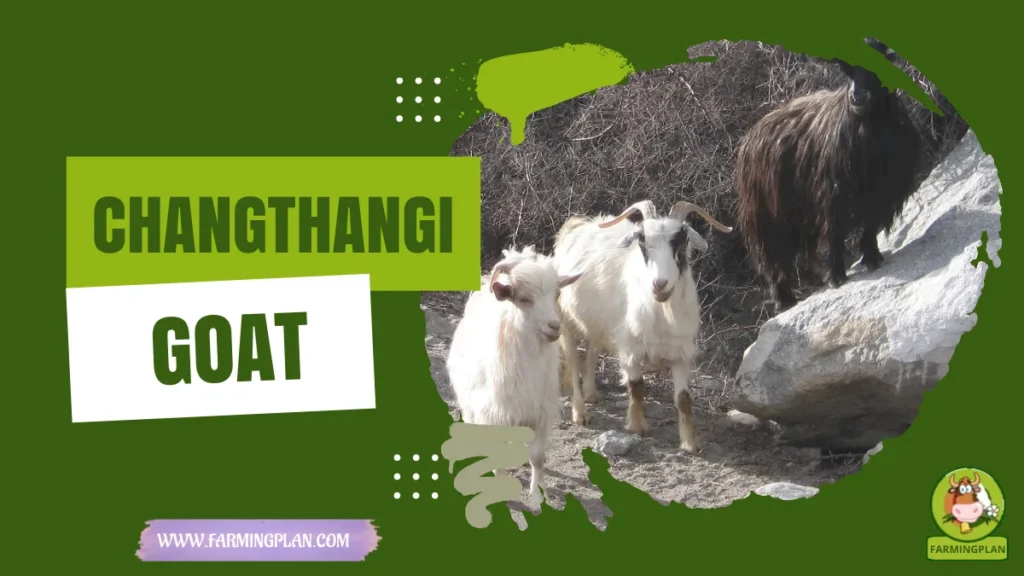 changthangi goat
