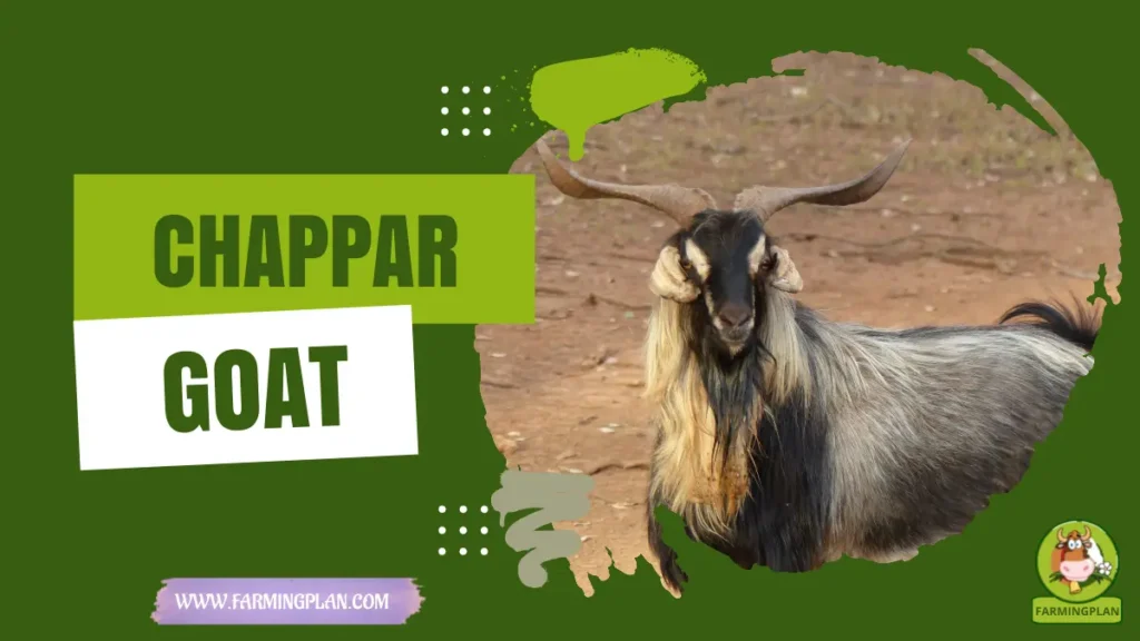 chappar goat