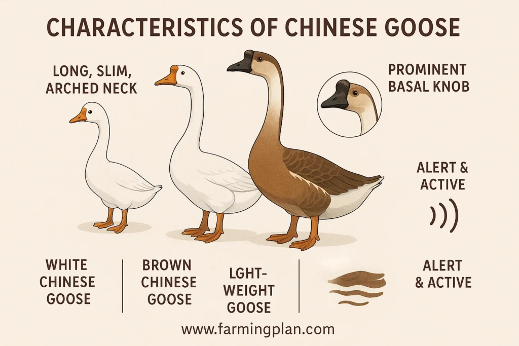 characteristics of chinese goose