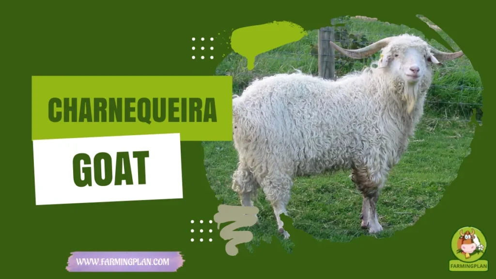 charnequeira goat