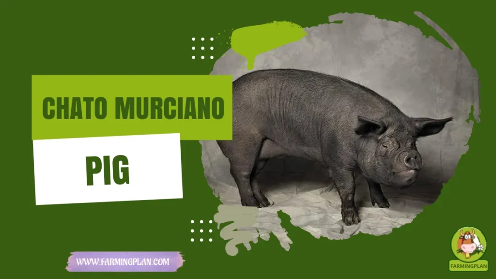 chato murciano pig