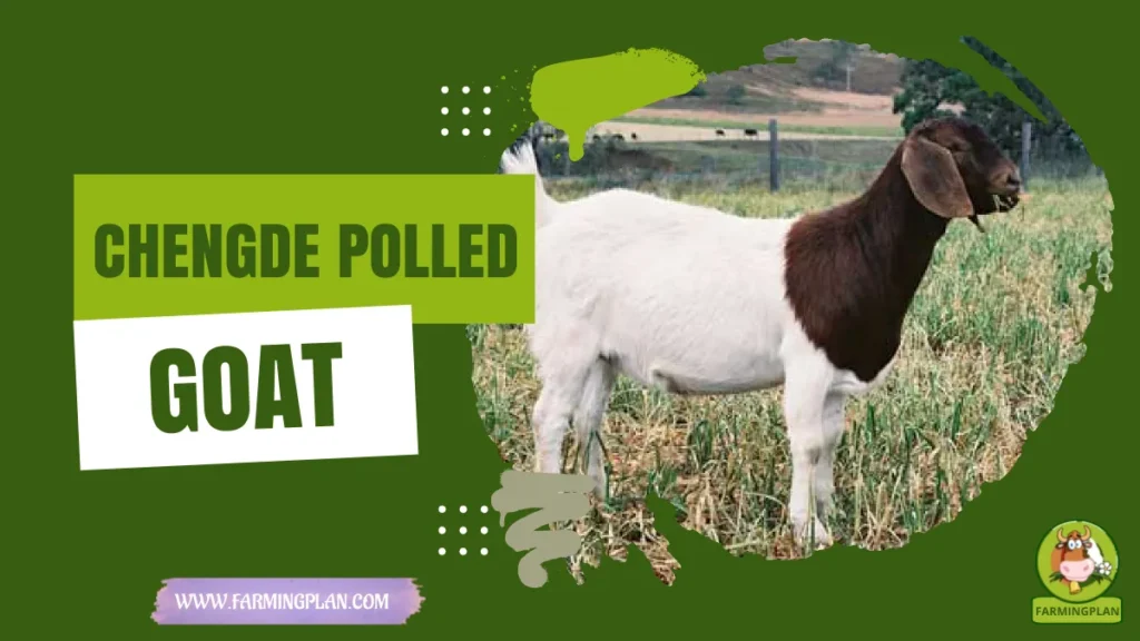 chengde polled goat