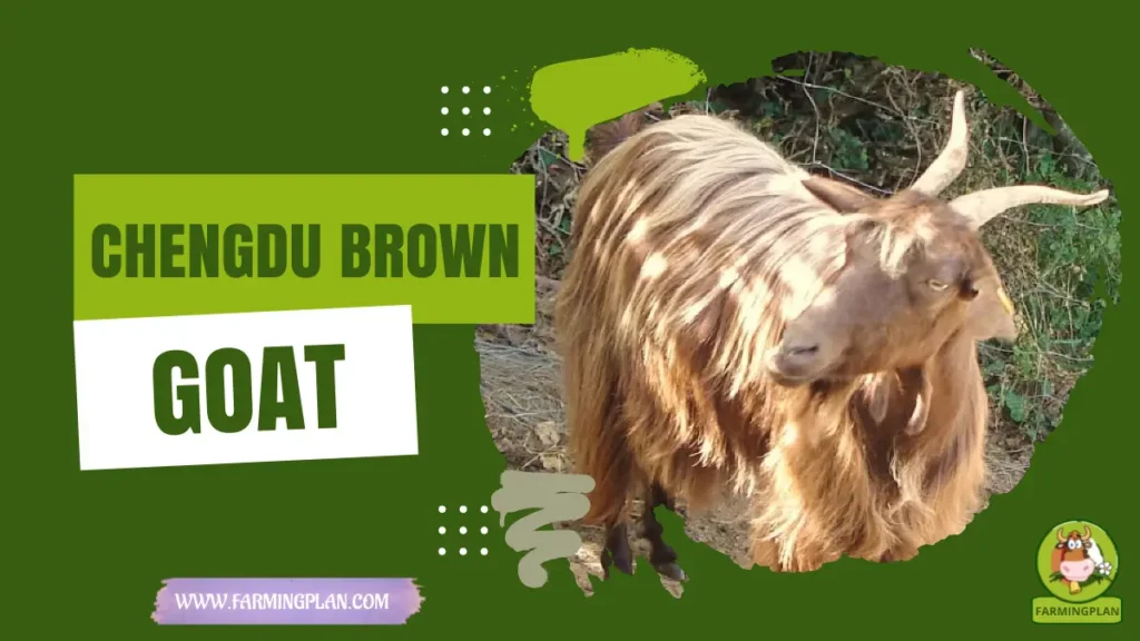 chengdu brown goat