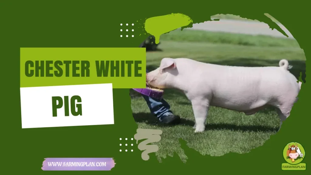 chester white pig