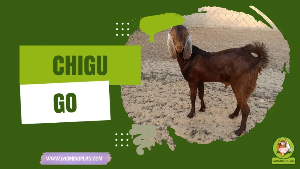 chigu goat
