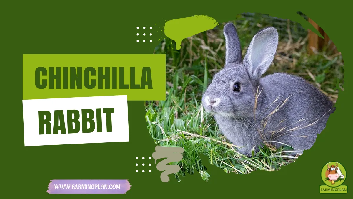 chinchilla rabbit