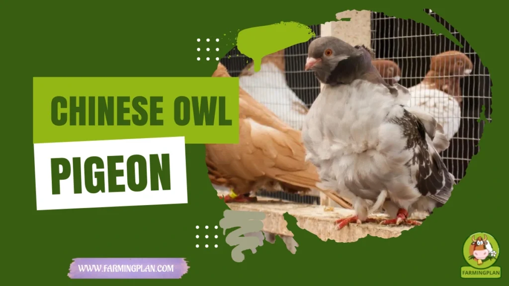 chinese owl pigeon