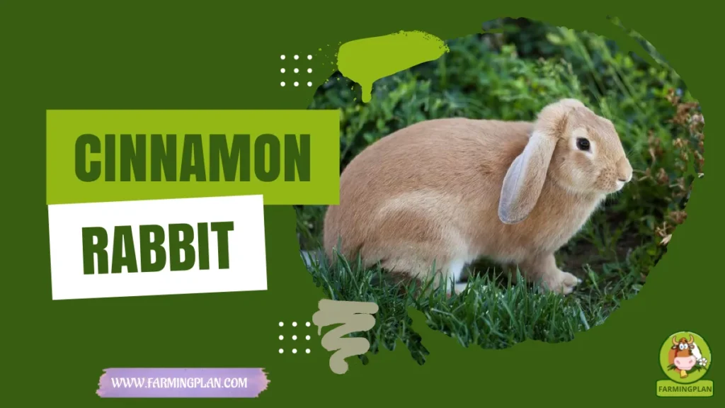 cinnamon rabbit