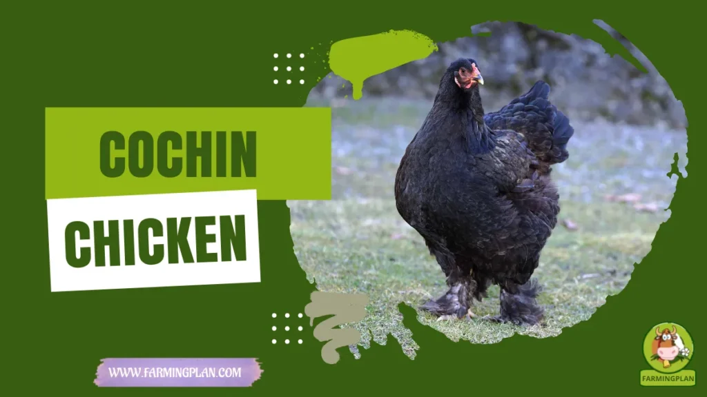 cochin chicken