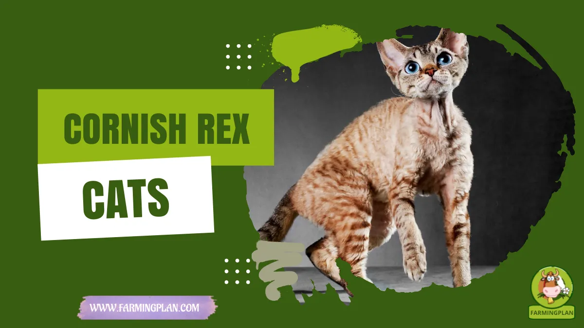 Cornish Rex Cats