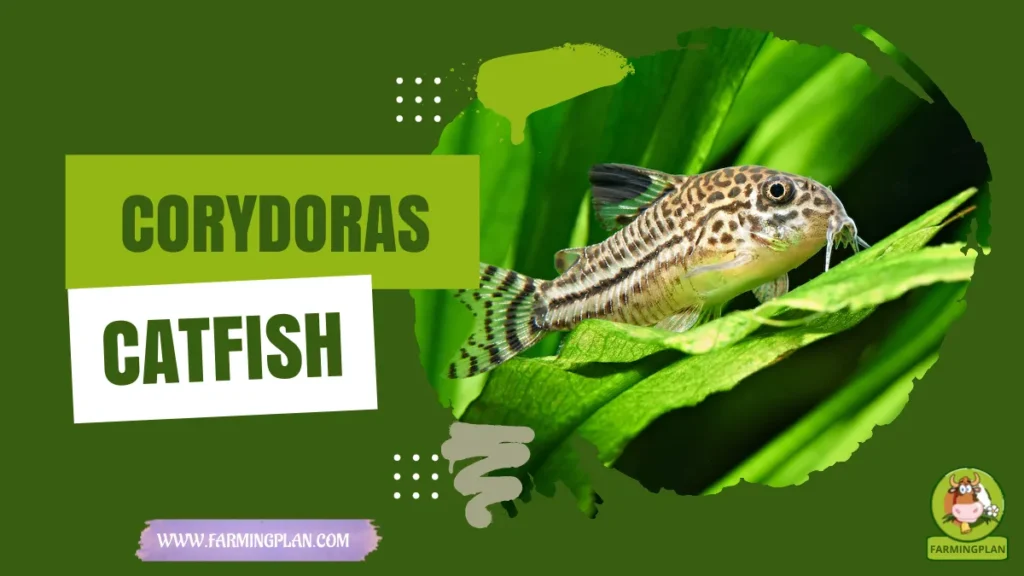 corydoras catfish