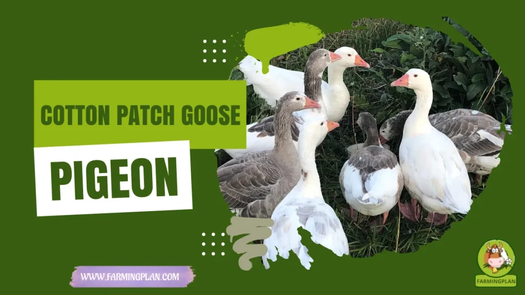 cotton patch goose