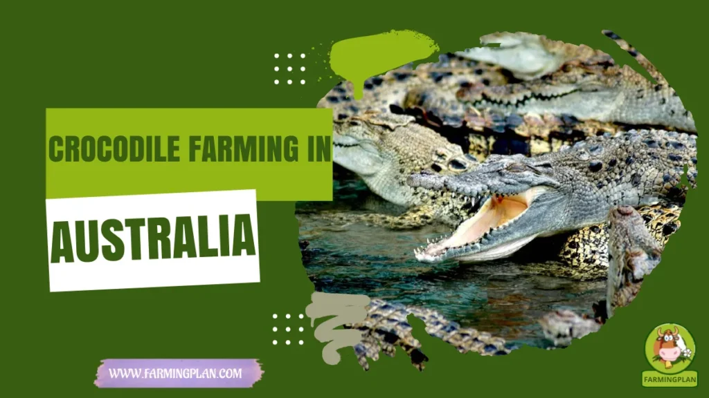 crocodile farming in australia