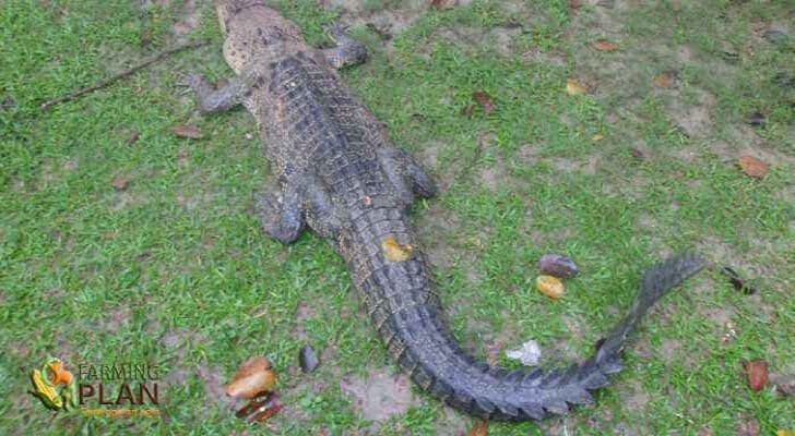 Crocodile farming profitability