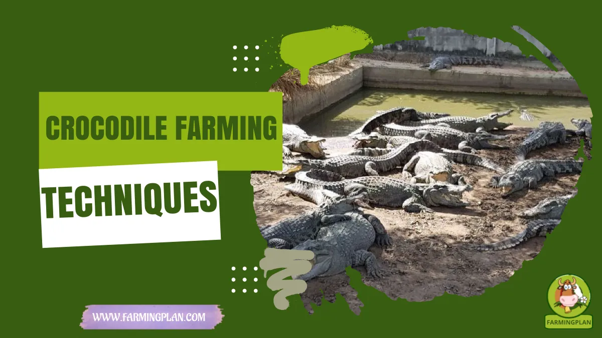 crocodile farming techniques