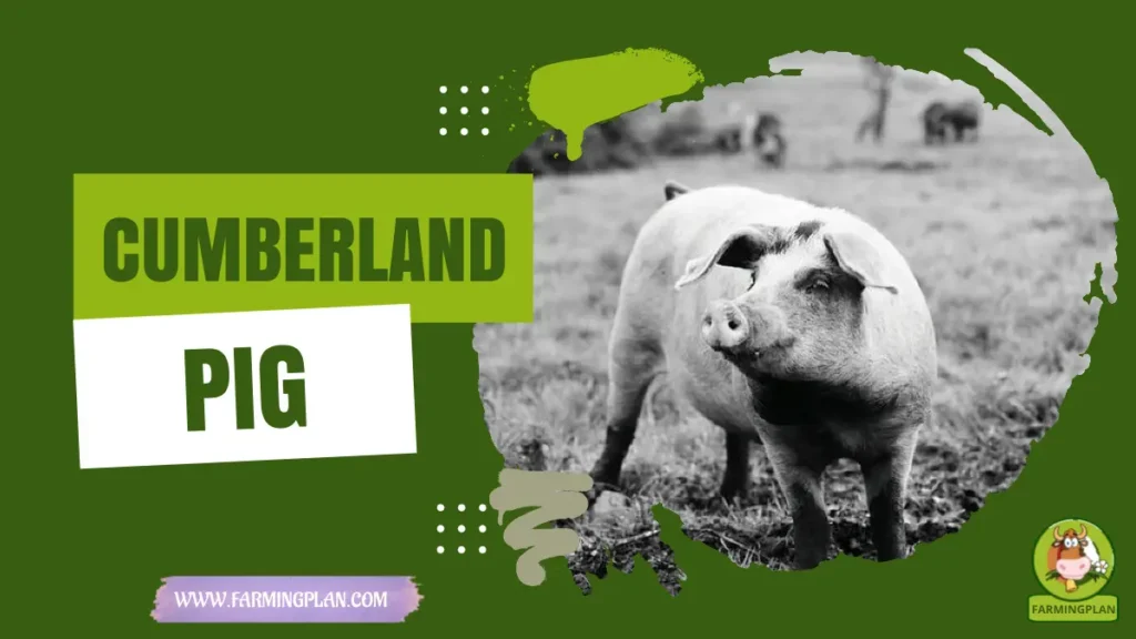 cumberland pig