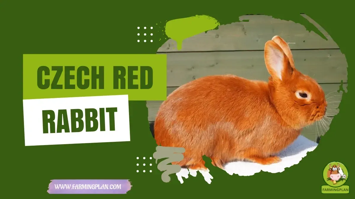 Czech Red Rabbit: Step By Step Guide | Farming Plan