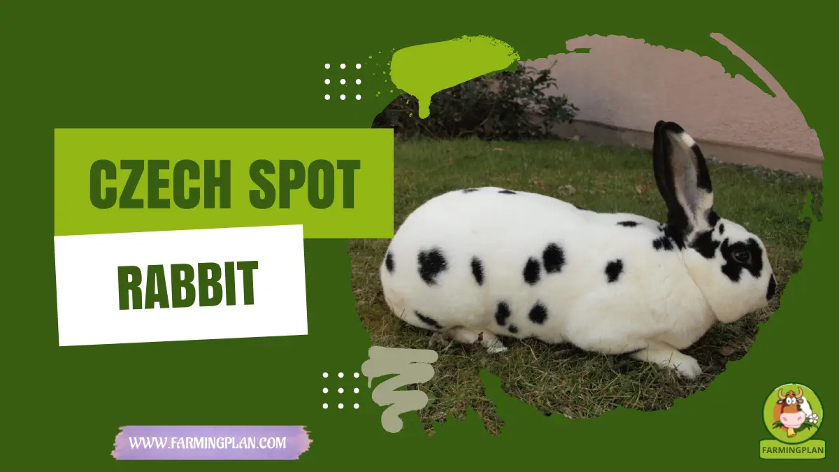 Cluj Rabbit Czech Spot Rabbit: Guide For Success | Farming Plan