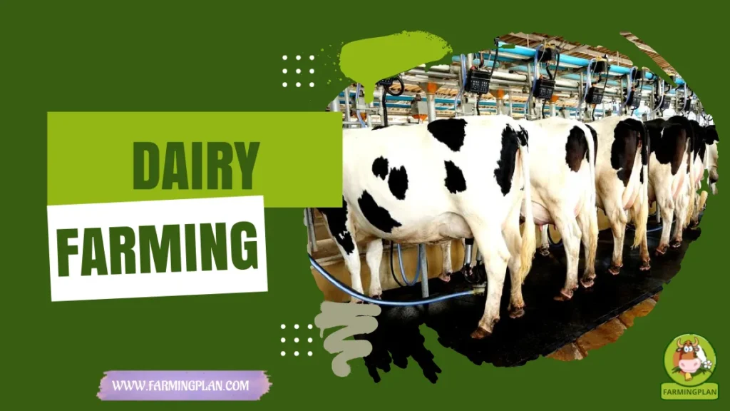 dairy farming