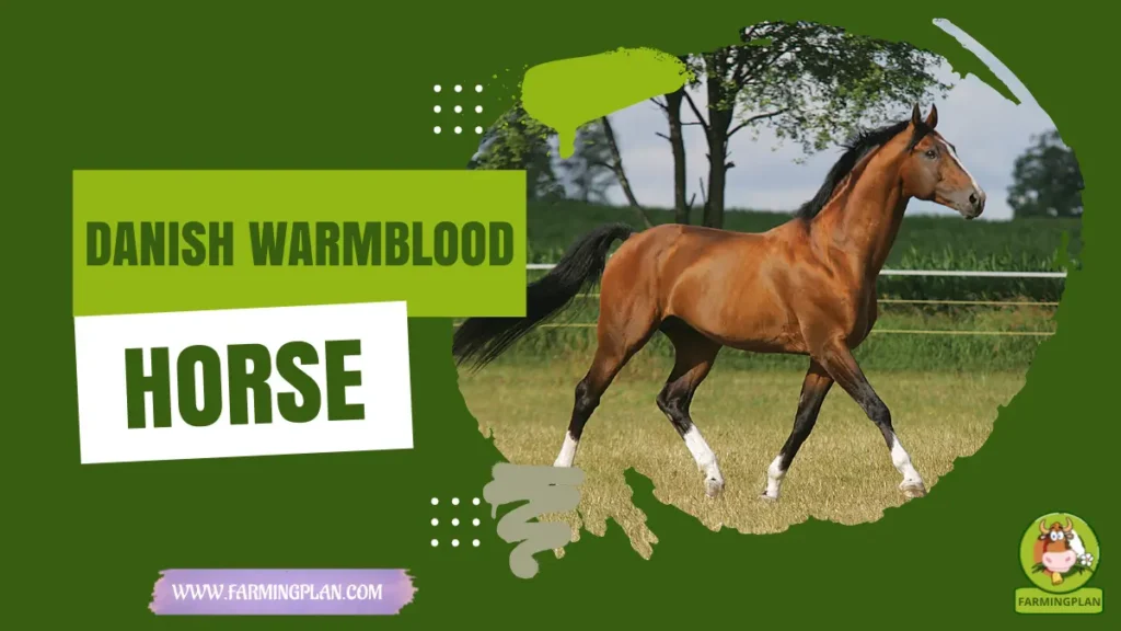 danish warmblood horse