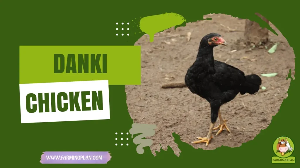 Danki Chicken