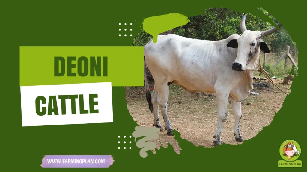 deoni cattle