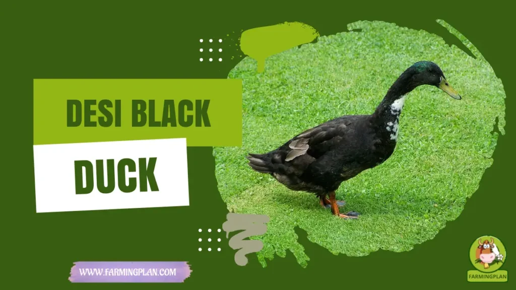 Desi Black Duck