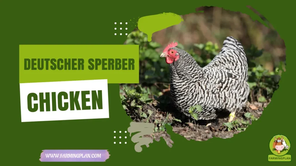 deutscher sperber chicken