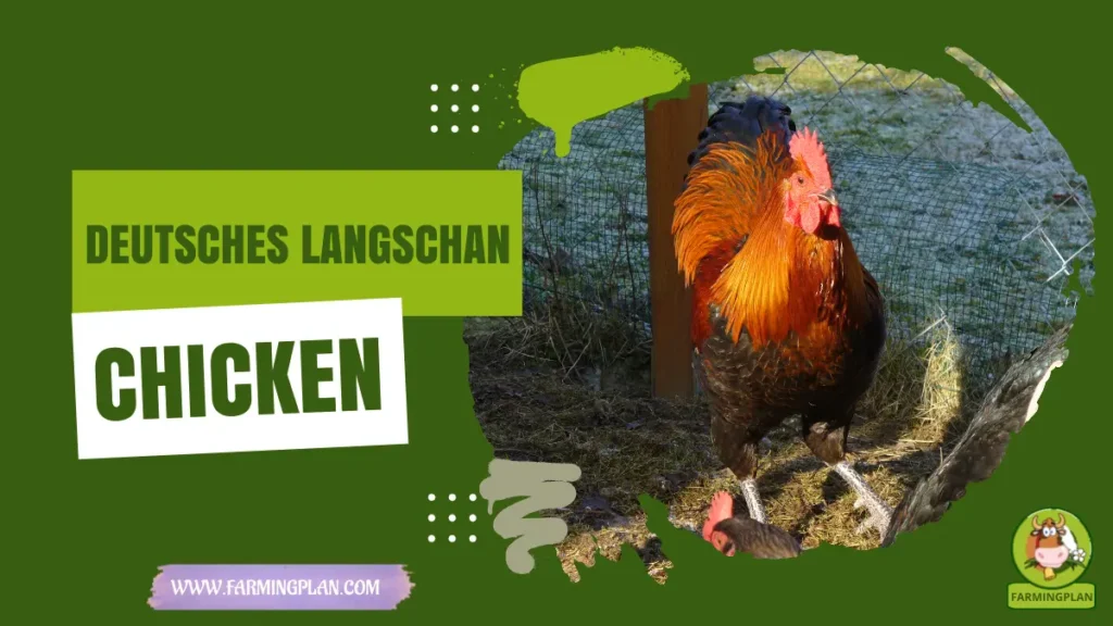 Deutsches Langschan Chicken