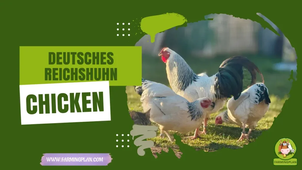 Deutsches Reichshuhn Chicken