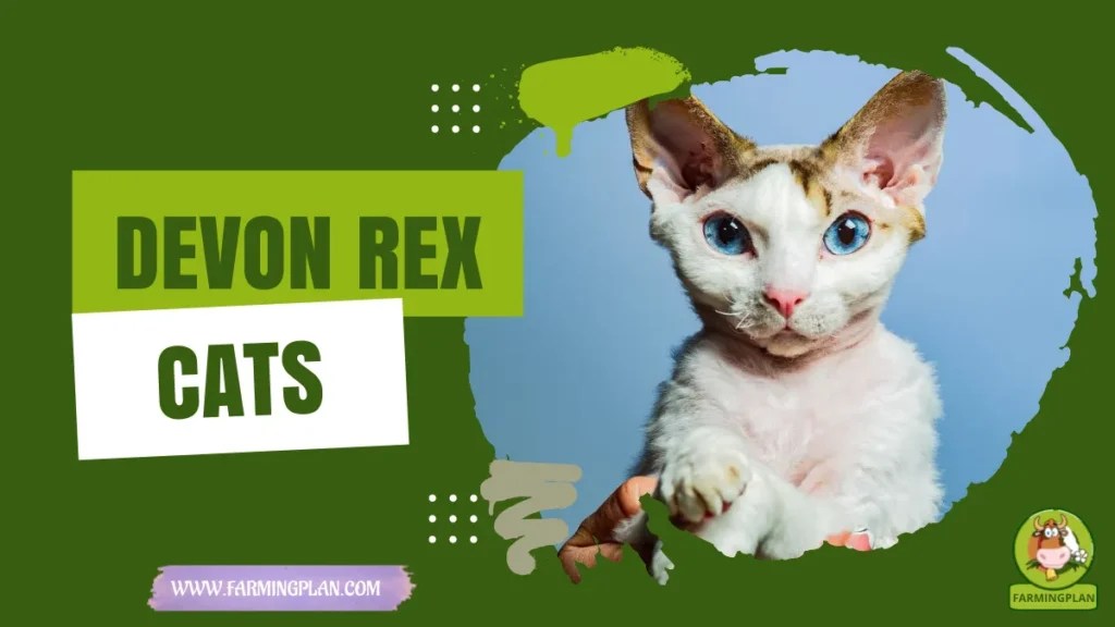 devon rex cats