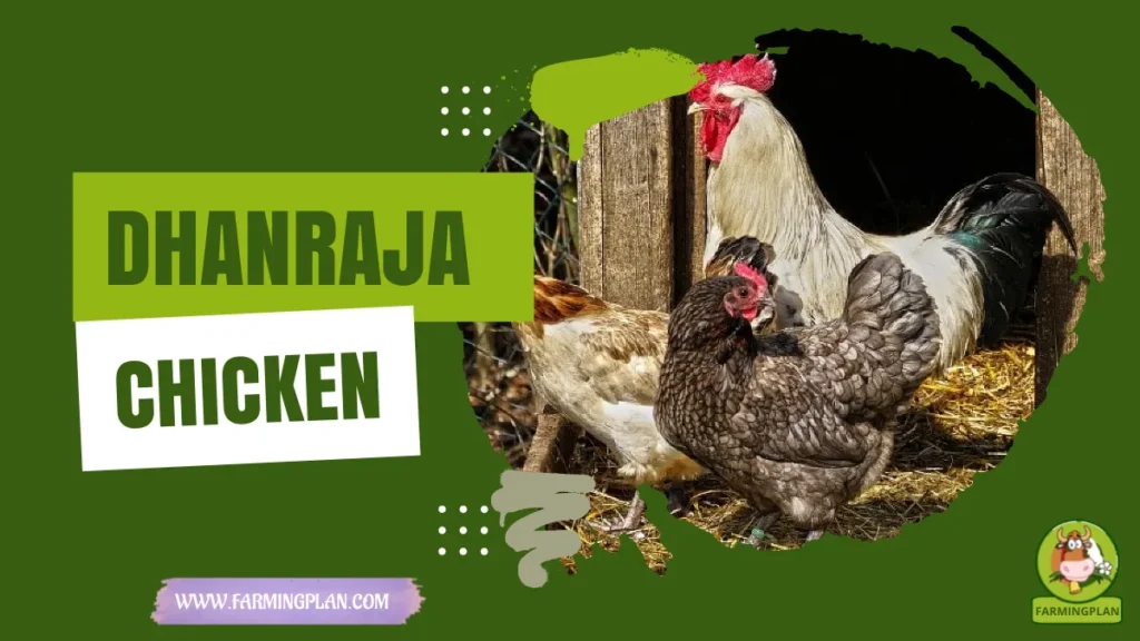 dhanraja chicken