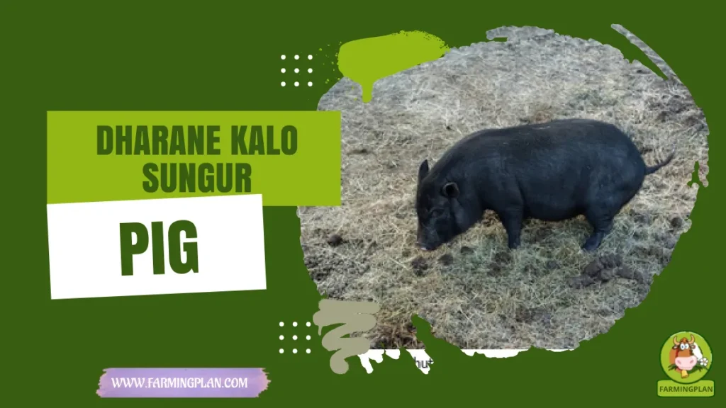 dharane kalo sungur pig