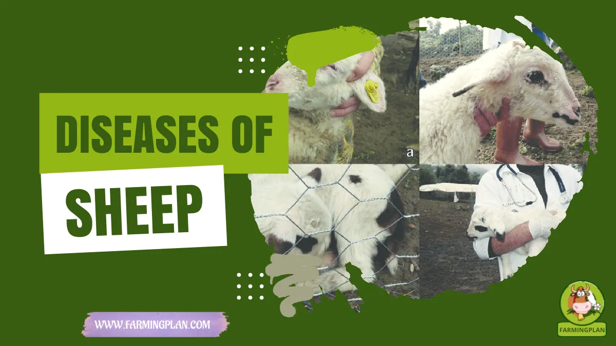 Diseases of Sheep